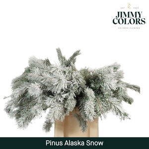Pinus Alaska 60 Snow