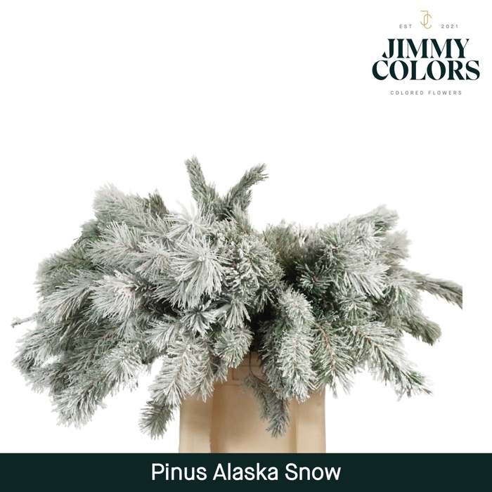 <h4>Pinus Alaska 60 Snow</h4>