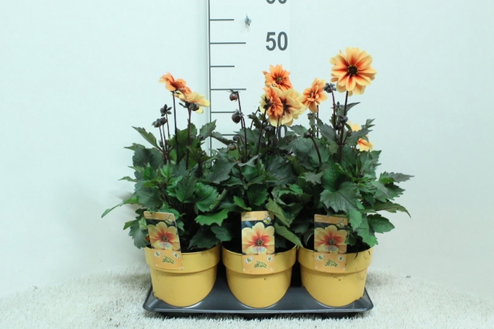 <h4>Dahlia  'Mignon'</h4>