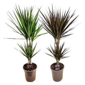 Dracaena Gemengd 30-10