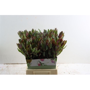 Leucad Senorita 50cm