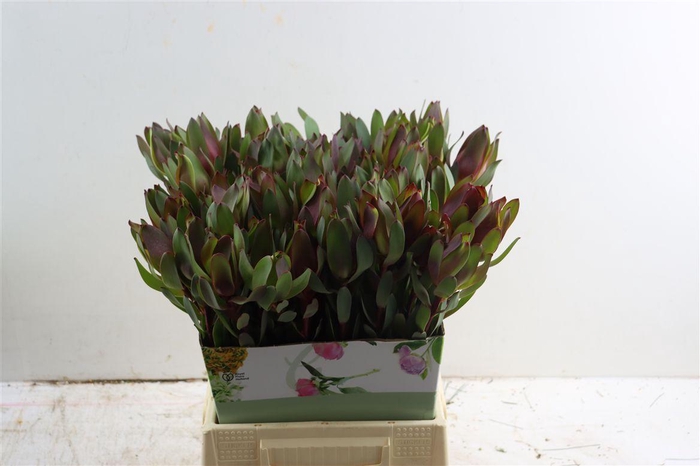 <h4>Leucad Senorita 50cm</h4>