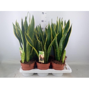 Sansevieria trifa. 'Laurentii'