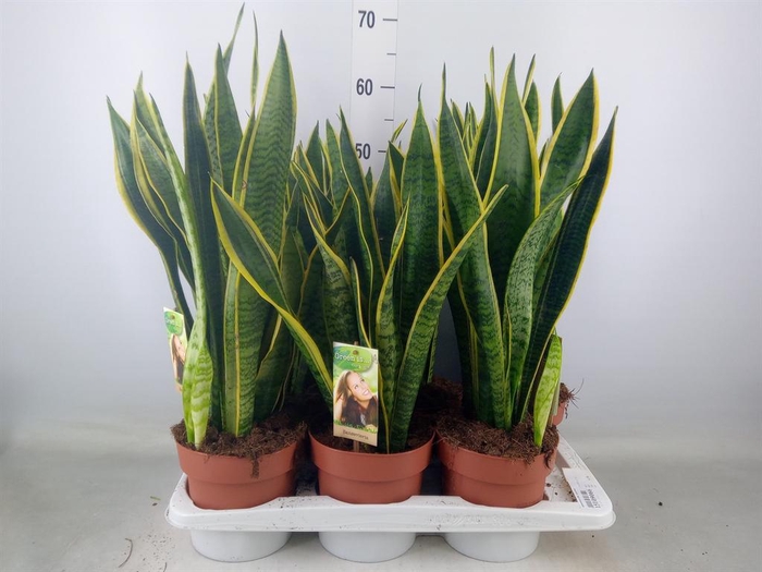 <h4>Sansevieria trifa. 'Laurentii'</h4>
