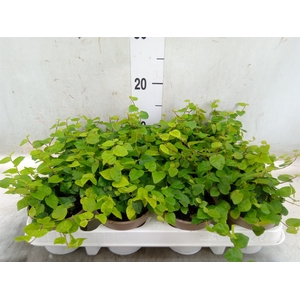 Ficus pumila 'Sunny Green'