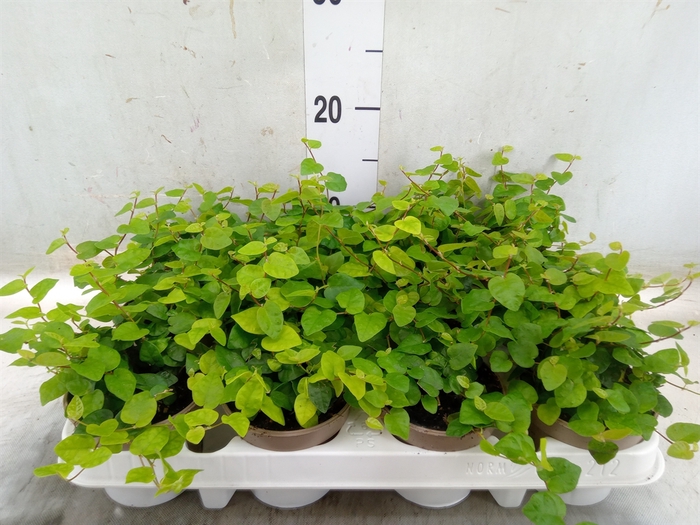 <h4>Ficus pumila 'Sunny Green'</h4>