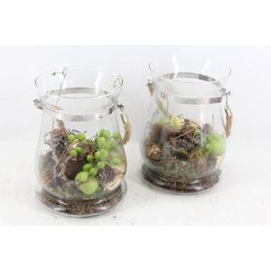 arr4 Amaryllis MB - Glas windlicht 999/6