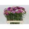 Dianthus Br Rainbow Mix