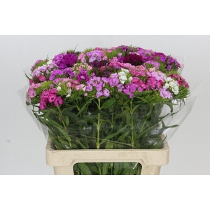 Dianthus Br Rainbow Mix