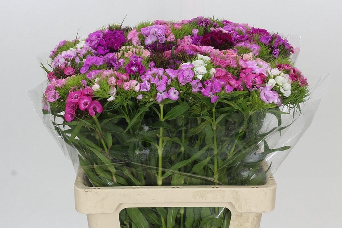 <h4>Dianthus Br Rainbow Mix</h4>