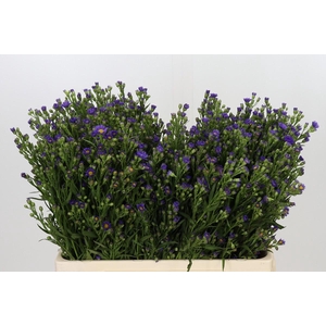 Aster Casamare