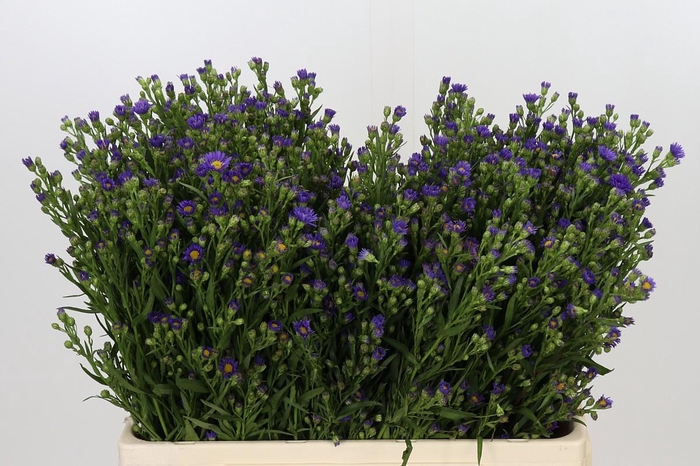 <h4>Aster Casamare</h4>