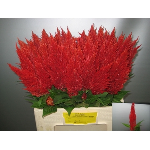 Celosia arg. PL 'Century Fire'