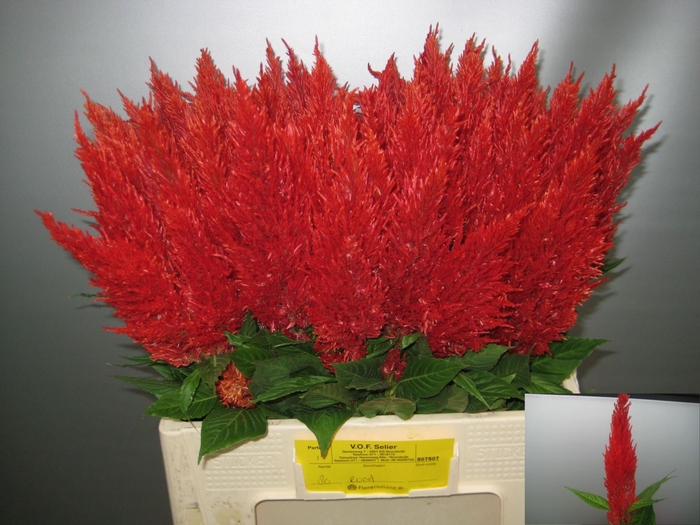 <h4>Celosia arg. PL 'Century Fire'</h4>