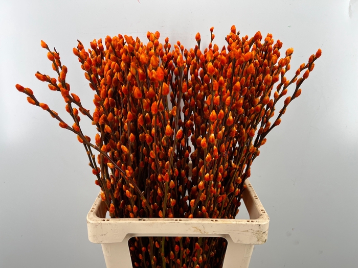 <h4>SALIX OV KLB H%</h4>