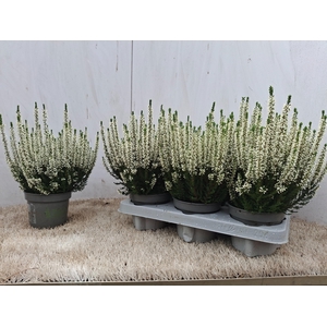Callu Bl Verenka