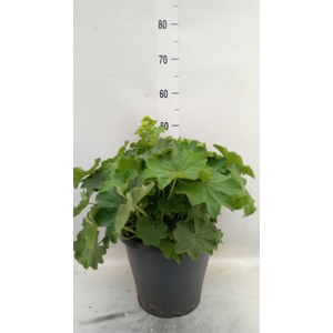 Alchemilla mollis