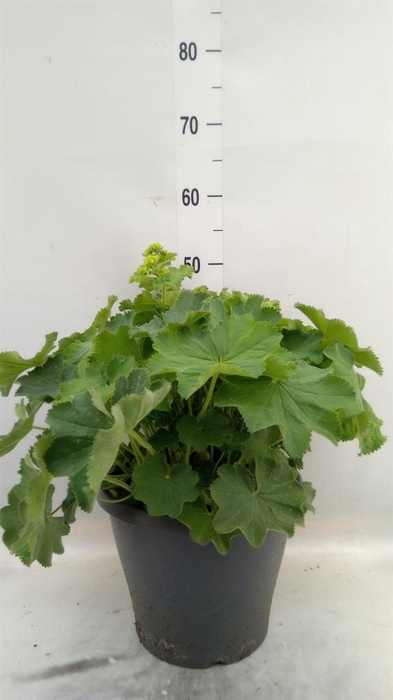 <h4>Alchemilla mollis</h4>