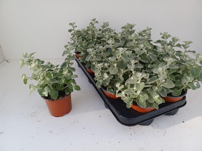 <h4>HELICH PETIOLARE</h4>