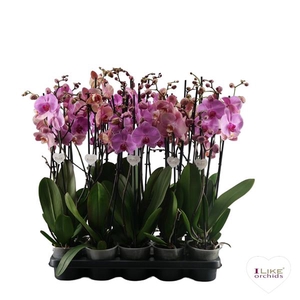 Phalaenopsis roze - 3 tak 60cm