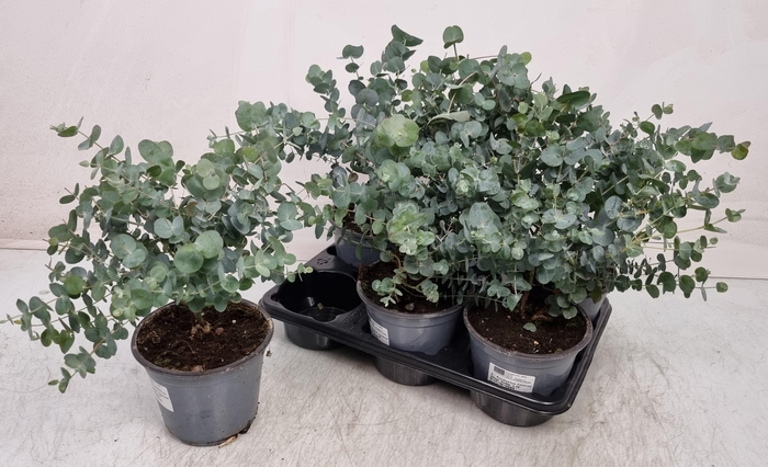 <h4>EUCAL GUNNII</h4>