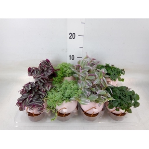 Arr.   Kamerplant Groen L%