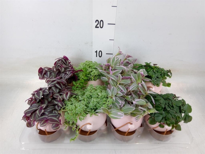 <h4>Arr. Kamerplant Groen L%</h4>