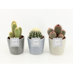 Cactus Mix in Gaia keramiek
