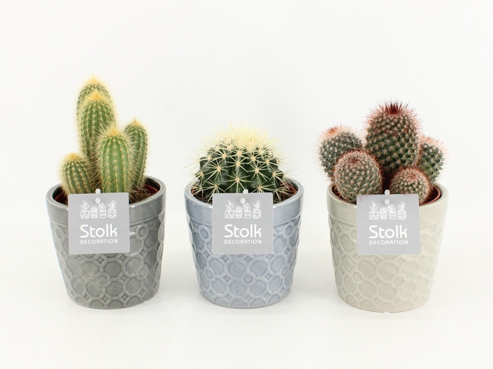 <h4>Cactus Mix in Gaia keramiek</h4>