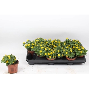 SANV PROCUMBENS