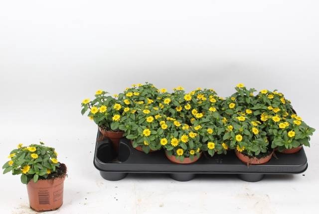 <h4>SANV PROCUMBENS</h4>