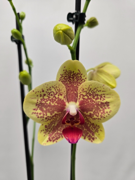 <h4>Limited 57 week 18</h4>