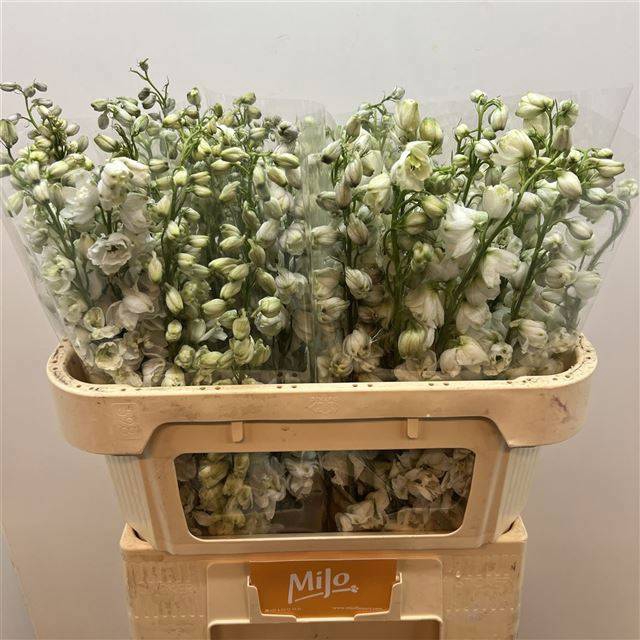 <h4>DELPH DU GUARD WHITE</h4>