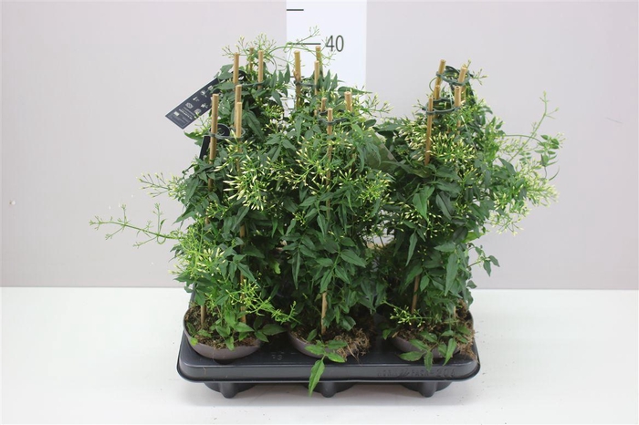 <h4>Jasminum Pyramide 300+</h4>