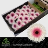 Gerbera Spider Stunt Half doos