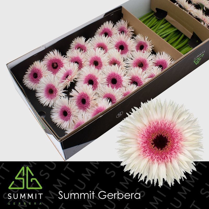 Gerbera Spider Stunt Half doos