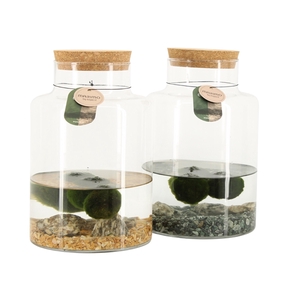 90690: Marimo arrangement