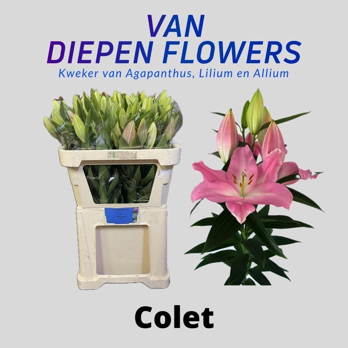 <h4>LI OR COLET</h4>