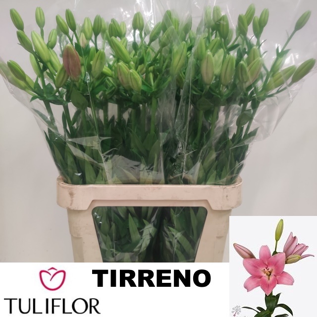 <h4>LI LA TIRRENO</h4>