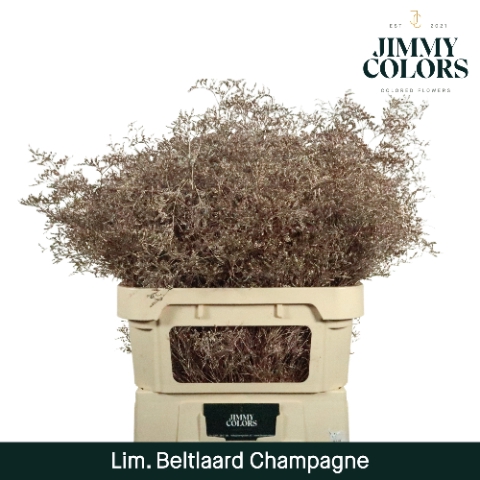 <h4>Lim Bel L90 Metallic champagne</h4>