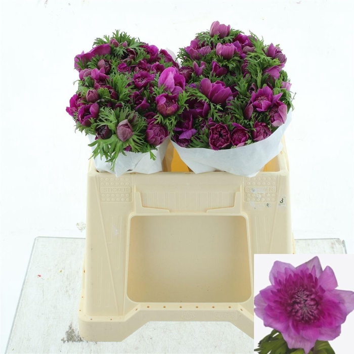 <h4>ANEM CO LEVAN FUCSIA</h4>