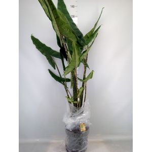 Alocasia   ...