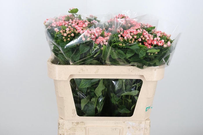 <h4>Bou Du Salmon Imp</h4>