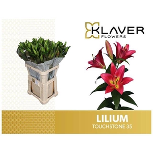 Li Or Touchstone 3+ Klaver Lily