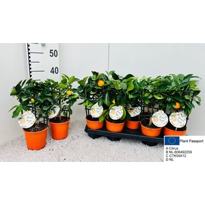CITR MICROCARPA