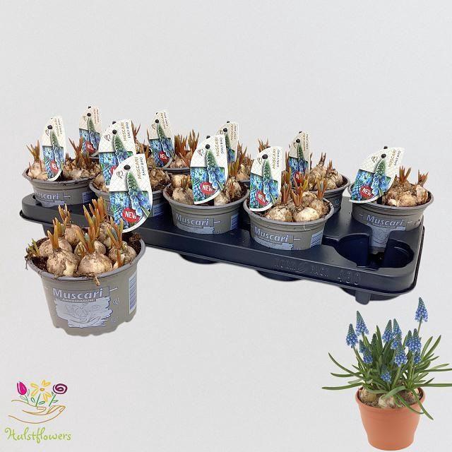 <h4>Muscari Early Bird</h4>