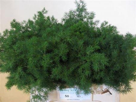 <h4>Asp Umbellatus</h4>