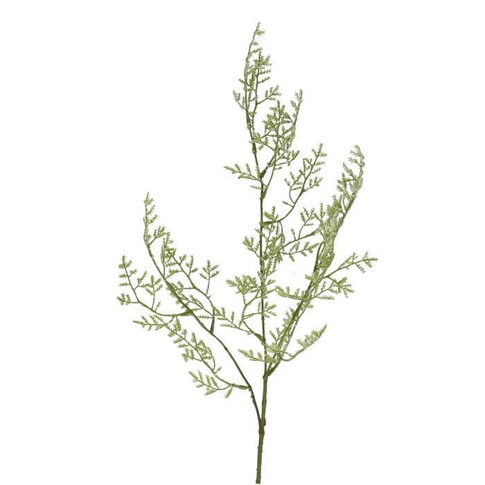 Limonium 90cm