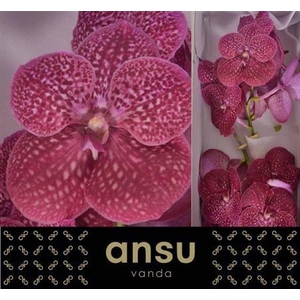Vanda Ni Crimson Love