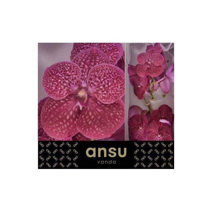 <h4>Vanda Ni Crimson Love</h4>
